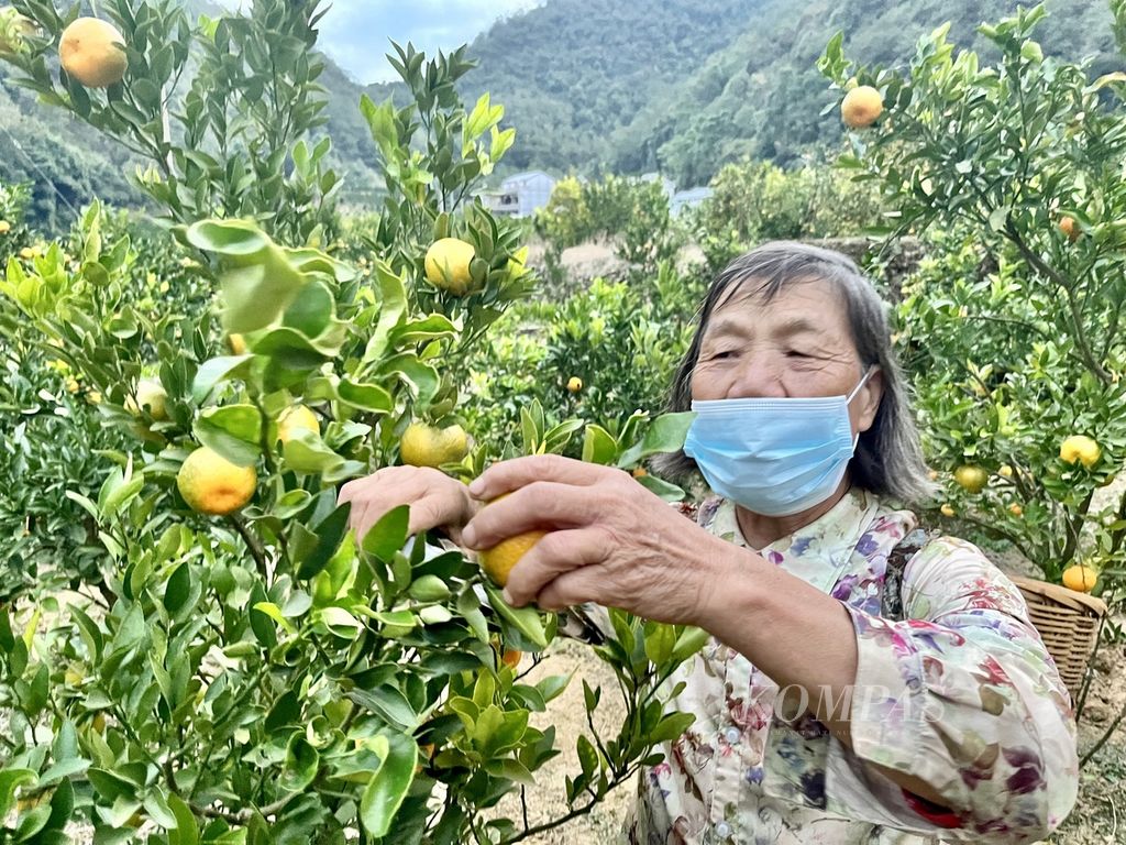 Petani di Desa Jianglong, Kecamatan Xingjie, Yunnan, China, sedang memanen jeruk di kebun milik salah satu warga, Kamis (17/11/2022). Sejak akses jalan dibuka, petani menjadi lebih mudah membawa hasil panen ke pasar.