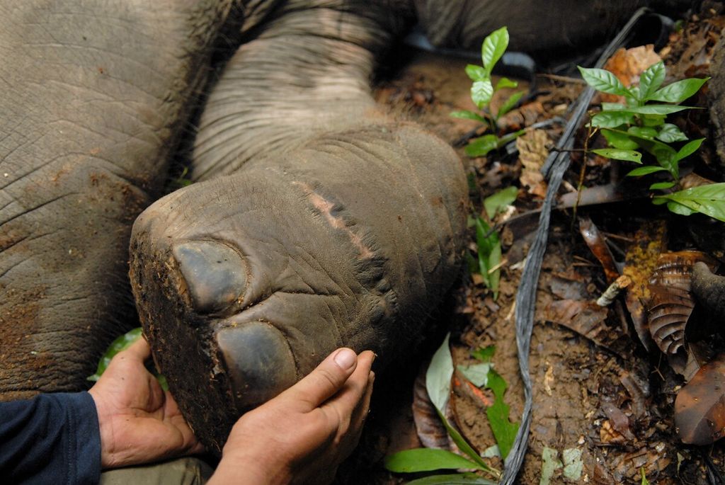 Bekas luka jerat yang sempat meradang, telah sembuh dan menyisakan tanda pada kaki depan seekor bayi gajah sumatera (<i>Elephas maximus sumatranus</i>). Setelah sembuh, bayi gajah menjalani translokasi menempuh perjalanan darat 120 kilometer melewati jalur lintas hingga menembus belantara di ekosistem Bukit Tigapuluh, Kamis (26/8/2021).