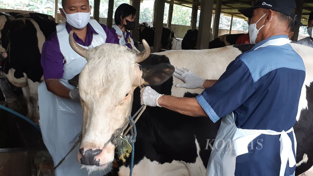 Vaksinator dari Pusvetma Surabaya menyuntikkan vaksin untuk PMK pada sapi perah di Sidoarjo, Jatim, Jumat (17/6/2022). Jatim dengan populasi sapi 5,2 juta ekor menunggu distribusi vaksin untuk mengatasi wabah PMK yang menyebar cepat. 