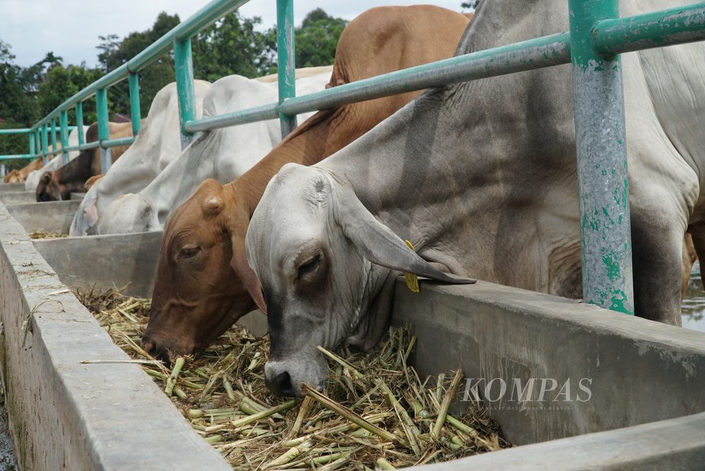 Sapi-sapi di kandang UPT Pembibitan Ternak Dinas Pertanian Kota Padang menyantap pakan setelah disuntik vaksin penyakit mulut dan kuku (PMK) di Kelurahan Air Pacah, Kecamatan Koto Tangah, Padang, Sumatera Barat, Rabu (29/6/2022). Ada 100 ekor sapi <i>brahman cross</i> disuntik vaksin PMK tahap pertama oleh petugas Distan Padang untuk mencegah penularan wabah tersebut.