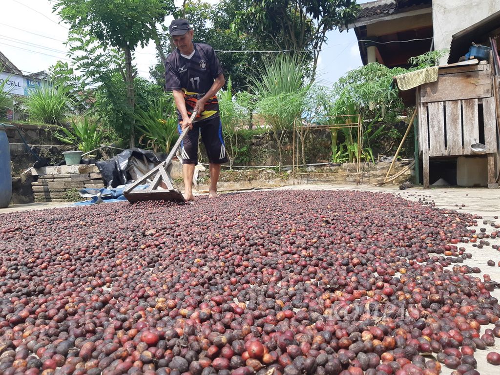 Seorang petani di Desa Way Harong, Kecamatan Air Naningan, Kabupaten Tanggamus, Lampung, menjemur biji kopi, Minggu (23/6/2024).