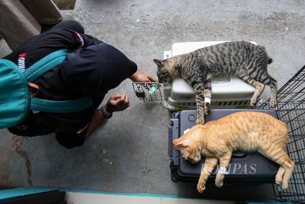 Dua ekor kucing tidak sadarkan diri saat akan disterilisasi di kawasan Jagakarsa, Jakarta, Jumat (12/7/2024).