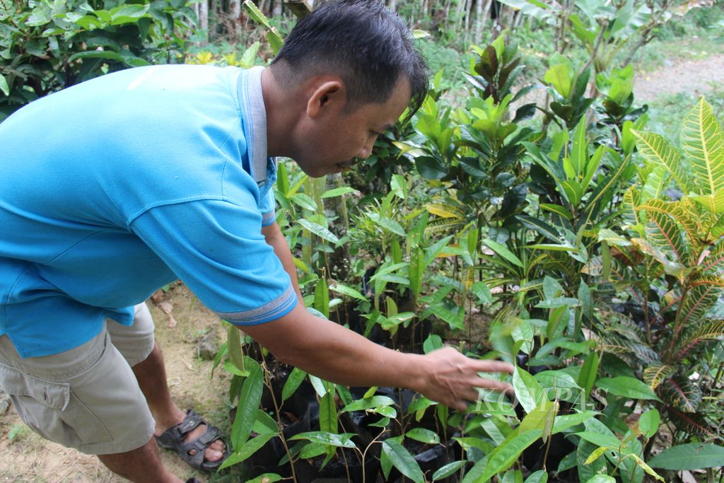 Salah satu warga Kecamatan Singkawang Timur, Kota Singkawang, Kalimantan Barat, sedang memperlihatkan pembibitan duriannya, Kamis (19/1/2023).
