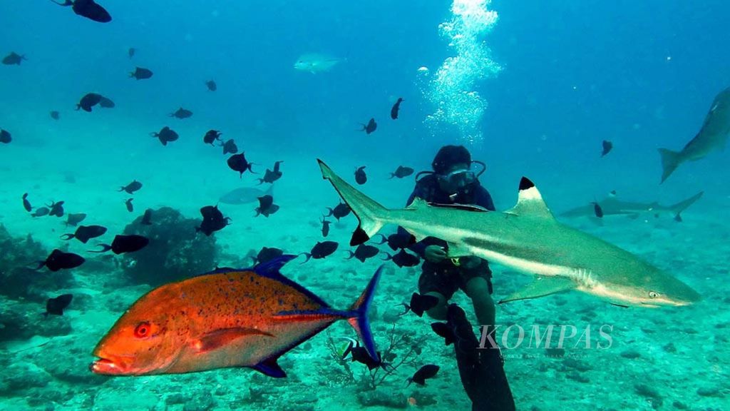 Perairan Morotai di Maluku Utara masih memiliki kesehatan ekosistem terumbu karang yang baik. Ini ditunjukkan dengan kehadiran ikan hiu sirip hitam (<i>black tip</i>) dalam penyelaman di beberapa tempat selamnya. Seperti Kamis (13/9/2018), sekelompok ikan hiu sirip hitam menyambut penyelam di perairan Pulau Mitita, sekitar 40 menit dari Daruba (ibu kota Kabupaten Morotai).