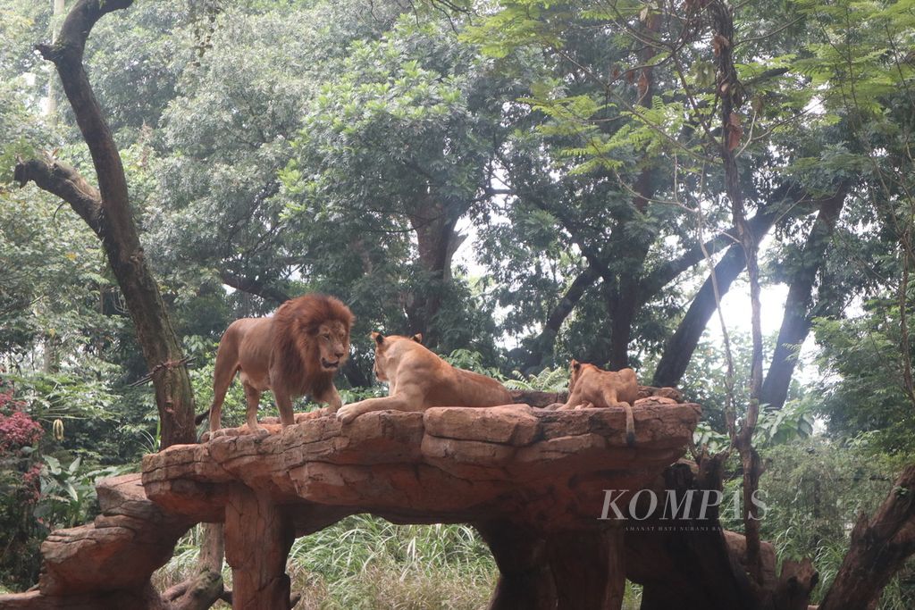 Sejumlah singa di Kebun Binatang Bandung, Kota Bandung, Jawa Barat, Senin (5/9/2022).  Habitat asli satwa ini di sabana Afrika.