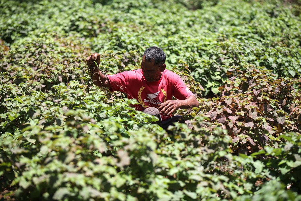 Muhamad Ali Ibrahim (66) menyiangi rumput di sekitar tanaman nilam di Mukim Blang Mee, Gampong Umong Seuribee, Kecamatan Lhoong, Kabupaten Aceh Besar, Selasa (13/8/2024). 