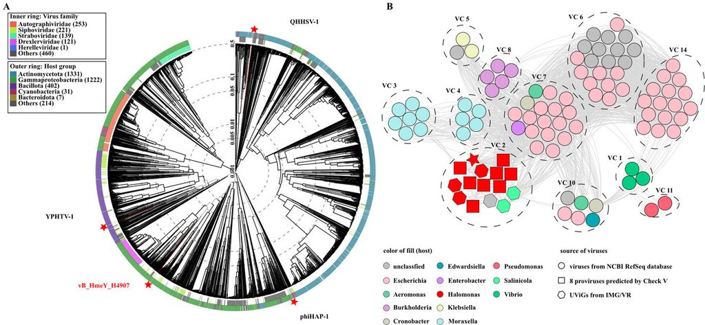 (A) Pohon filogenetik dari semua fag Halomonas yang diisolasi oleh VipTree. Fag Halomonas berwarna merah. (B) Jaringan virus berbasis konten gen yang menunjukkan virus dari database NCBI RefSeq, enam UViG yang terkait dengan vB_HmeY_H4907 dari IMG/VR, dan delapan provirus yang diprediksi oleh CheckV. Node tersebut mewakili urutan genom virus. Kredit: Min Wang, dkk. (Microbiology Spectrum, 2023)
