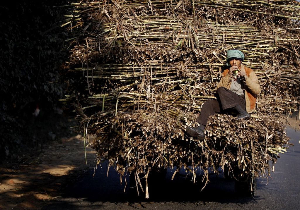 Foto yang diambil pada 12 Januari 2012 memperlihatkan seorang petani tebu tengah duduk di belakang tumpukan batang tebu dalam sebuah truk yang akan dibawa ke pabrik pengolahan gula di Ghaziabad, Uttar Pradesh, India. Mulai bulan Oktober 2023, Pemerintah India memutuskan menghentikan ekspor gula untuk menjaga angka inflasi dan karena minimnya curah hujan di masa tanam tahun ini.
