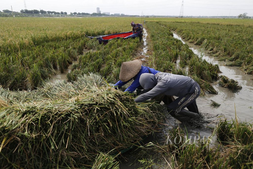 Buruh tani memanen padi di lahan sawah yang terendam banjir di kawasan Rorotan, Jakarta Utara, Rabu (4/1/2023). Agar tidak terendam, padi yang telah dipotong diletakkan di dalam terpal yang telah dibentuk menyerupai perahu.  
