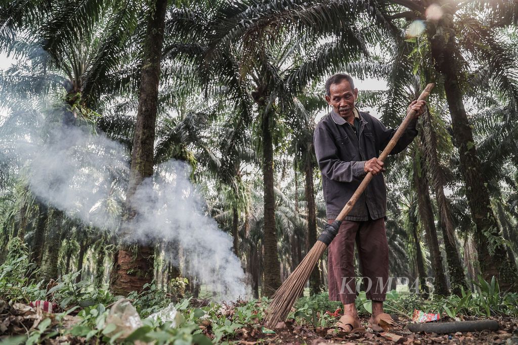 Ardani membersihkan sampah di sekitar tanaman kelapa sawit milik PTPN VIII di afedling 1 perkebunan Cikasungka, Candali, Bogor, Jawa Barat, Minggu (21/8/2022). Kebun milik PTPN VIII seluas 19.130 hektar ini ditanami kelapa sawit sejak 2003 yang sebelumnya adalah kebun karet. Bogor merupakan salah satu lokasi kebun kelapa sawit di Jawa yang masih beroperasi. 