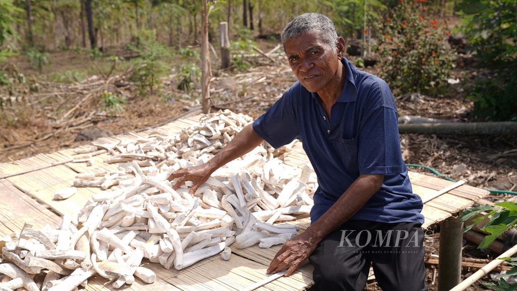 Kamilus Tupen Jumat (59) berpose di antara ketela yang dijemur di warung makan pangan lokal yang digagasnya di kebun Bayolewung, Pulau Adonara, Kabupaten Flores Timur, Nusa Tenggara Timur, Rabu (9/8/2023). 
