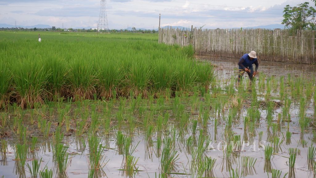 Mukrani (63), petani di Desa Malintang, Kecamatan Gambut, Kabupaten Banjar, Kalimantan Selatan, mengganti tanaman padi yang mati akibat terserang virus tungro di sawahnya, Selasa (10/5/2022). 