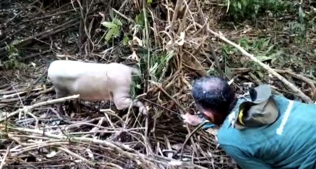 Tim dari BKSDA Sultra berusaha menyelamatkan Seekor babi rusa (<i>Babyrousa babyrussa</i>) yang terjebak jerat di Suaka Margasatwa Tanjung Peropa, di Konawe Selatan, Sulawesi Tenggara, Selasa (30/8/2022). Perburuan hewan dilindungi ini semakin marak dan diduga terorganisasi.