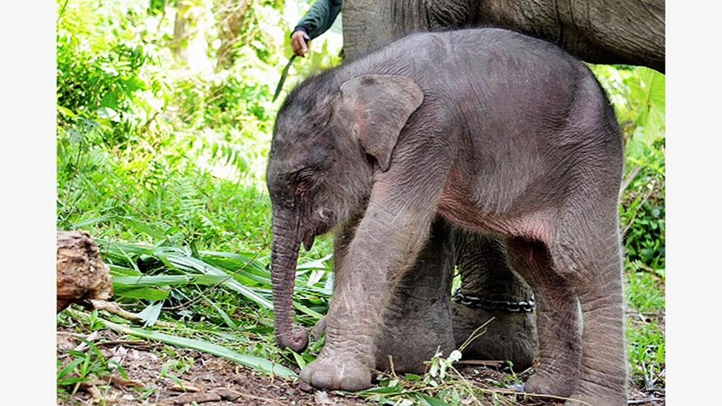 Gajah sumatera (<i>Elephas maximus sumatranus</i>) bernama Sisca usia 36 tahun melahirkan satu bayi gajah berjenis kelamin betina, Kamis (16/3/2017) pukul 00.30, di Conservation Response Unit, Trumon, Aceh Selatan, Aceh. 