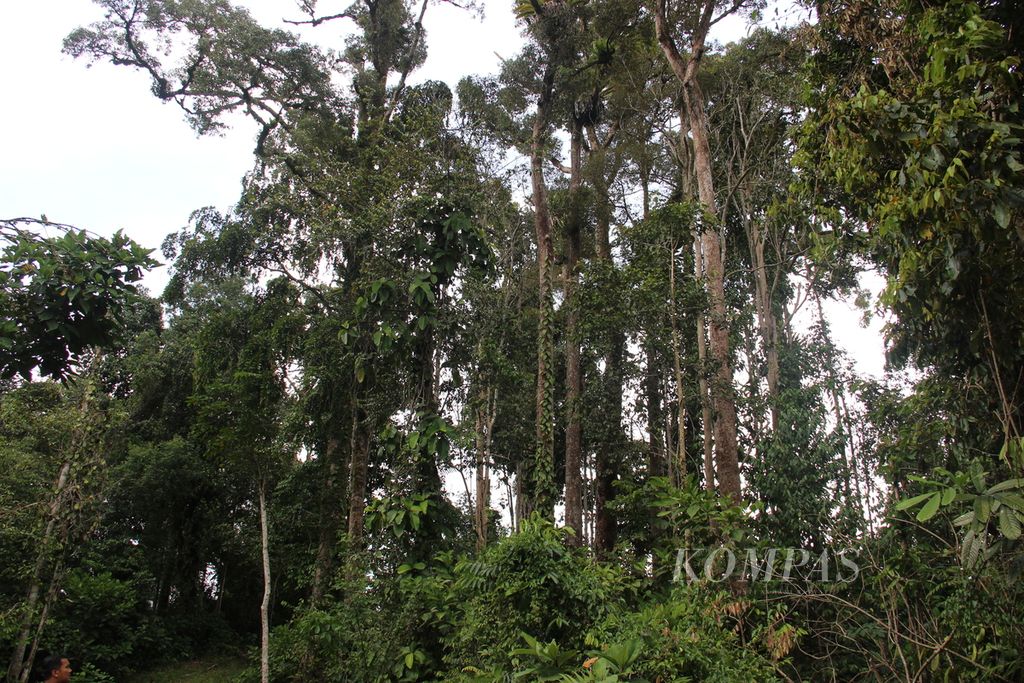 Forest in Loncek village, Teluk Bakung Village, Sungai Ambawang District, Sunday (22/1/2023).
