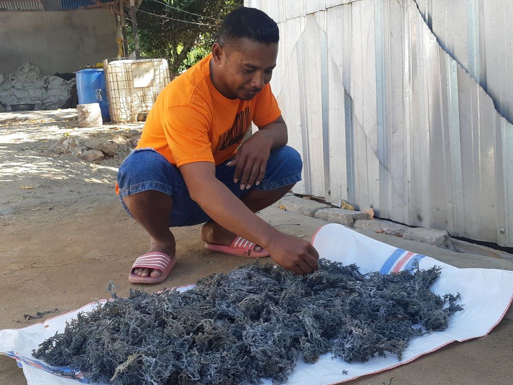 Warga membersihkan rumput laut di Pulau Lirang, Kabupaten Maluku Barat Daya, Maluku, pada Minggu (7/8/2022). Rumput laut mengungkit ekonomi warga setempat. Mereka menjualnya ke Kota Kupang, NTT.
