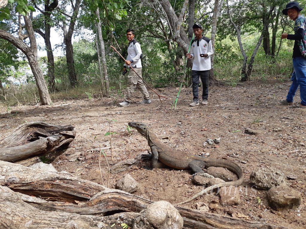 Anak komodo hendak balik ke atas pohon di Pulau Komodo, Kabupaten Manggarai Barat, NTT, pada Jumat (24/6/2022). Anak komodo itu diperkirakan berumur 3 tahun.