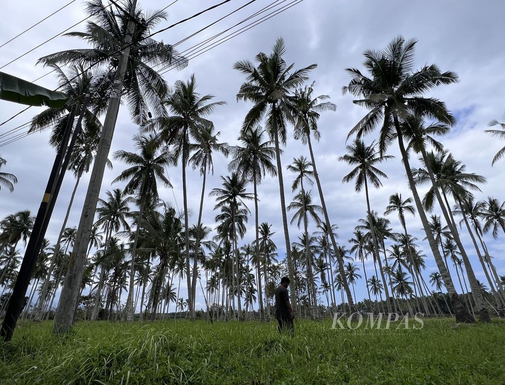 Hamparan kebun tanaman kelapa dalam di Kecamatan Binuang, Polewali Mandar, Sulawesi Barat, Minggu (17/9/2023).