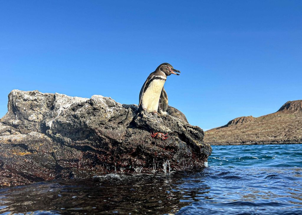 Penguin di Kepulauan Galapagos pada Februari 2024.