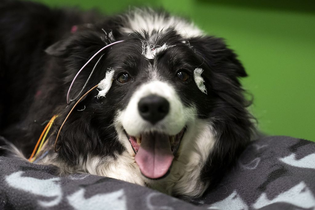 Rohan, anjing border collie, dipasangi elektroda di kepalanya dalam sebuah percobaan di Departemen Etologi Universitas Eotvos Lorand di Budapest, Hongaria, pada 27 Maret 2024. 