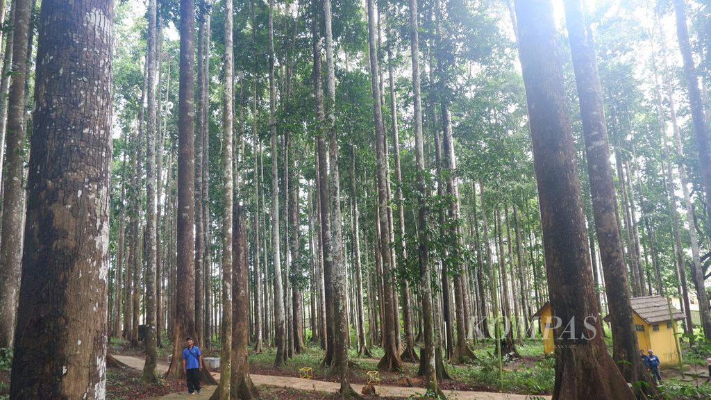 Pengunjung memperhatikan tegakan meranti di dalam kawasan Ekowisata Hutan Meranti, Kabupaten Kotabaru, Kalimantan Selatan, Kamis (7/7/2022). Dalam kawasan hutan meranti seluas 8,3 hektar itu, terdapat lebih dari 1.300 tegakan meranti putih dan meranti merah. Hutan tersebut menjadi tempat wisata sekaligus tempat penelitian.
