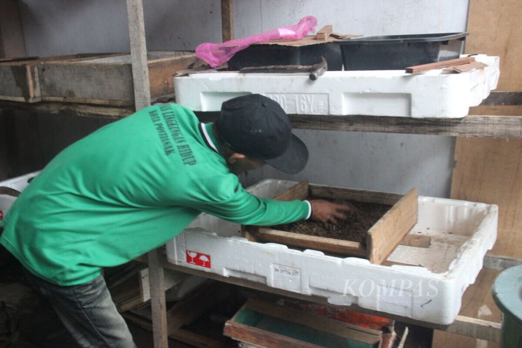 salah satu anggota Kreasi Sungai Putat sedang mengecek magot, produk turunan dari pengomposan sampah, Minggu (15/10/2019).