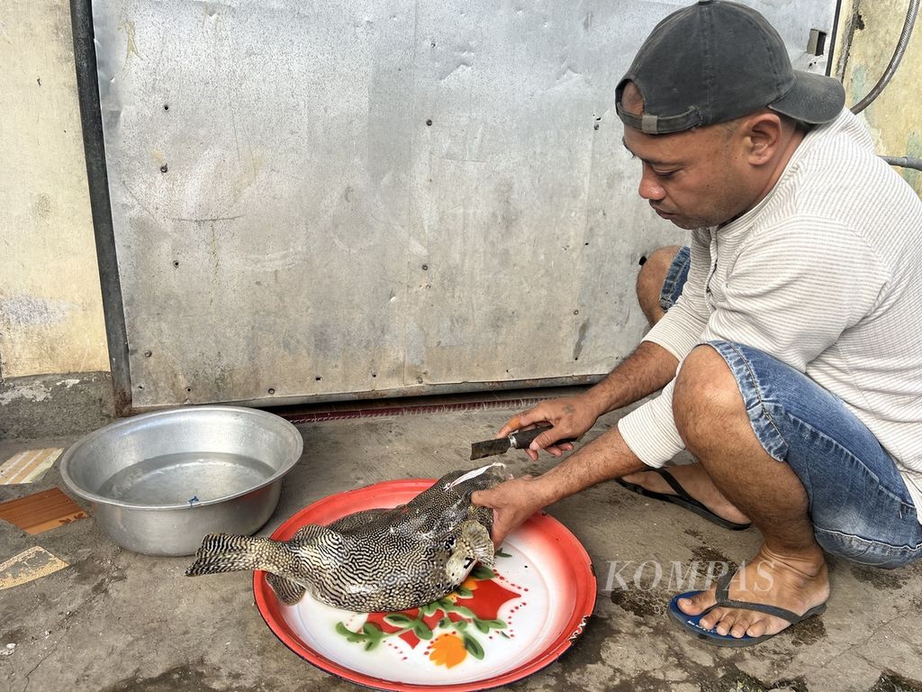 Hamusiu (40), warga Lingkungan Mohuta di Wangi-Wangi Selatan, Pulau Wakatobi, Sulawesi Tenggara, menyiapkan ikan buntal (<i>Tetraodontiformes</i>), yang memiliki racun mematikan untuk dimasak, Jumat (1/9/2023). Orang Wakatobi memiliki pengetahuan lokal yang diwarisi turun-temurun untuk menghilangkan racun buntal. 