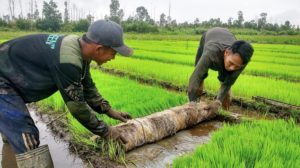 Petani di Desa Pantik, Pulang Pisau, Kalimantan Tengah, menyemai padi di lahan persawahan tanpa bakar yang dikelola oleh PT Sinar Pangan Indonesia (SPI), Rabu (1/2/2017). Badan Restorasi Gambut RI berencana mengaplikasikan teknik membuka lahan tanpa membakar dengan menggunakan bakteri pengurai untuk mengurangi keasaman tanah gambut di beberapa provinsi lainnya.