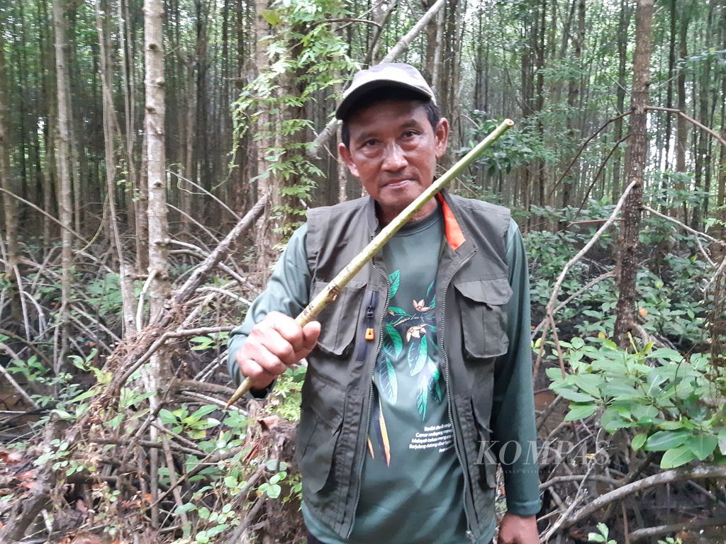 Samsul Bahri, penjaga hutan mangrove di Teluk Pambang, Kabupaten Bengkalis, Riau.