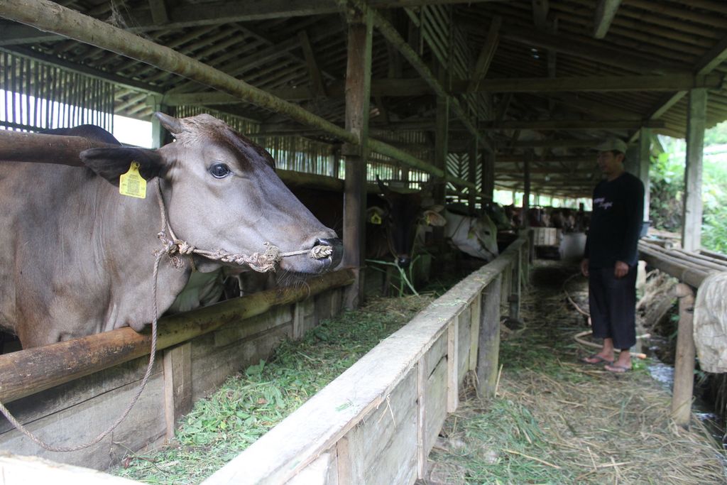 Peternak mengamati sapi pasundan di Desa Mekarbuana, Kecamatan Panawangan, Kabupaten Ciamis, Jawa Barat, Sabtu (17/6/2023). Di kandang milik Yaya Sugiarto ini terdapat 14 sapi pasundan yang produktif.