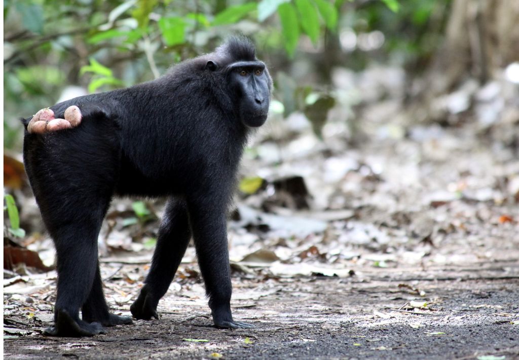 Monyet hitam sulawesi (<i>Macaca nigra</i>) banyak ditemui di Taman Wisata Alam Batuputih, Tangkoko, Kota Bitung, Sulawesi Utara.