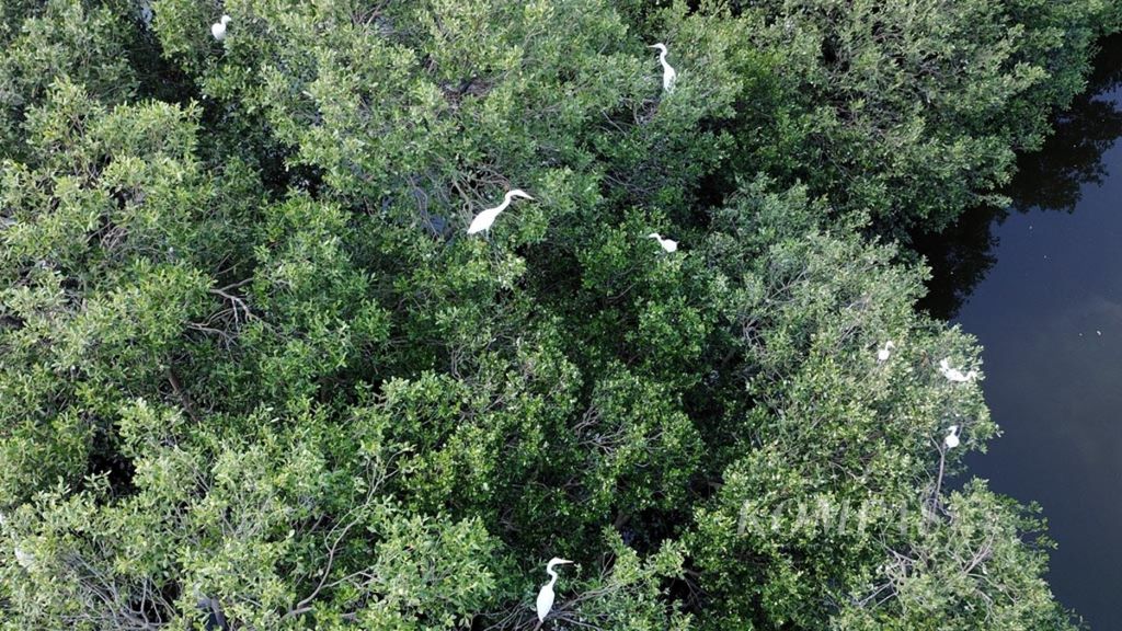 Kawanan burung kuntul yang bersarang di sekitar kawasan mangrove di pesisir utara Pantai Mangunharjo, Kecamatan Tugu, Kota Semarang, Jawa Tengah, akhir Maret 2019. Kawasan mangrove di pesisir utara terus terancam rusak karena abrasi yang terjadi.