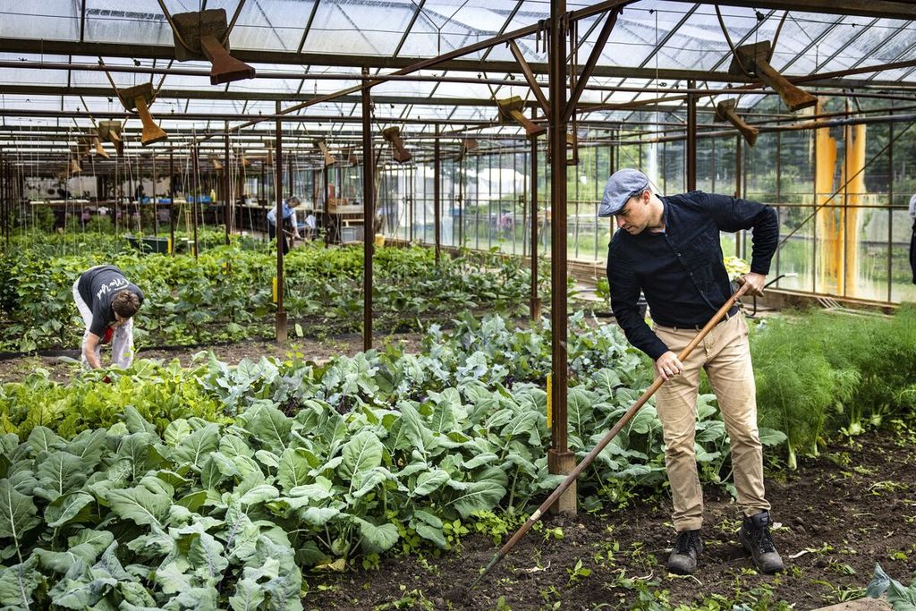  Relawan menggarap sayur di perkebunan ramah lingkungan Koningshof di Utrecht, Belanda, pada 21 Mei 2022.  