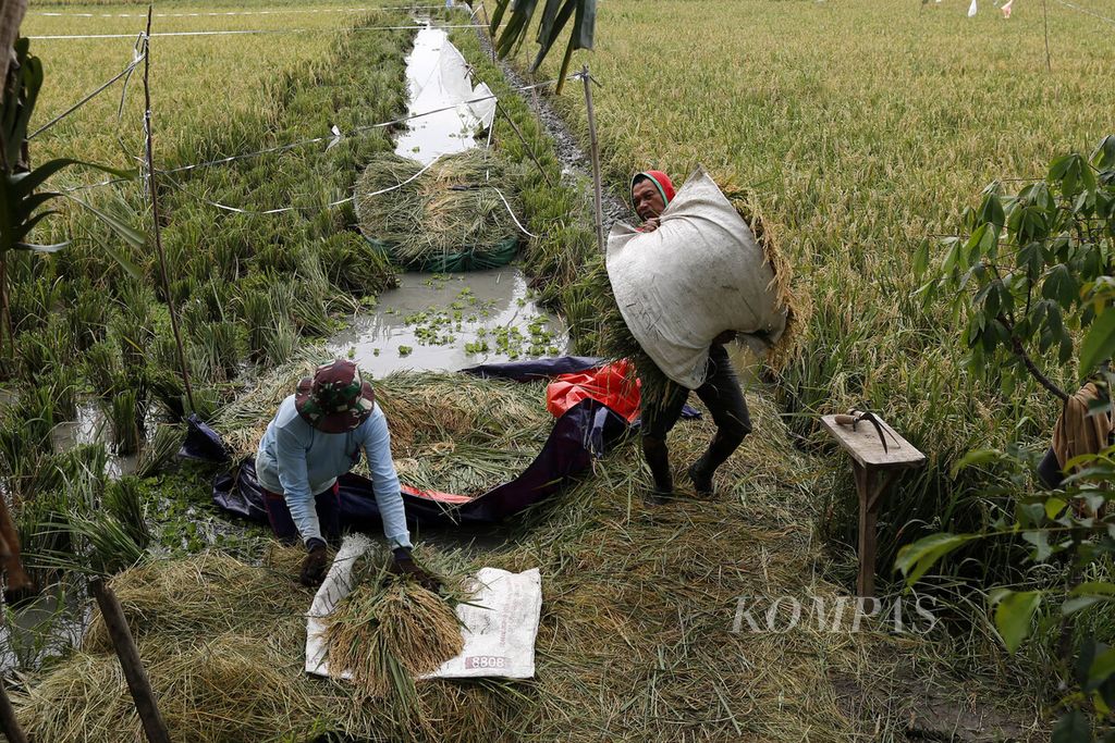 Buruh tani memindahkan hasil panenan padi ke tempat yang kering di kawasan Rorotan, Jakarta Utara, Rabu (4/1/2023). 