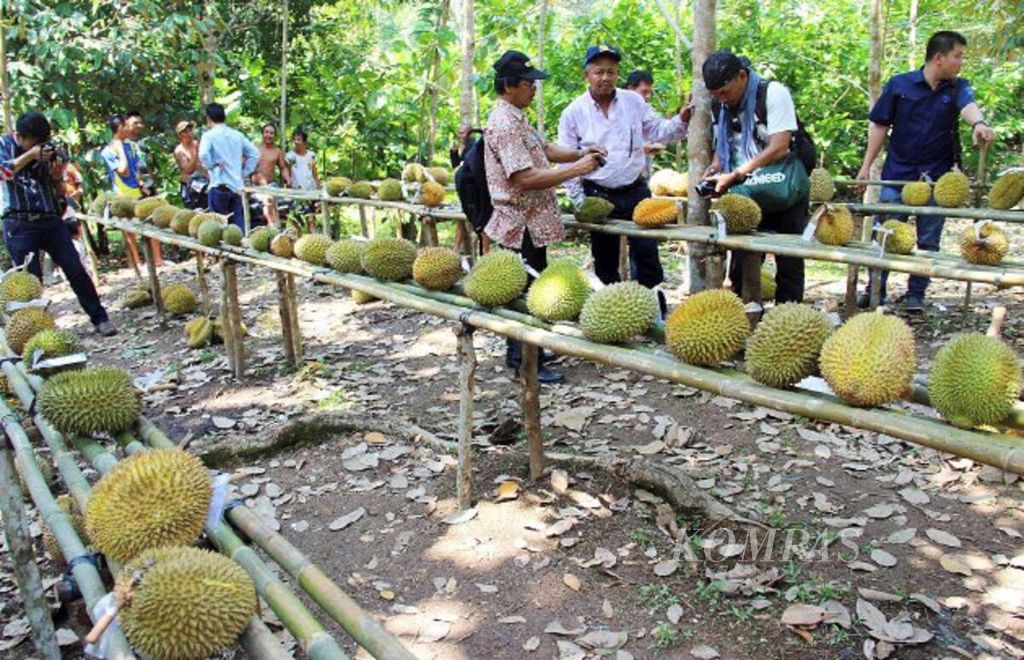 Durian Balai Karangan, Kabupaten Sanggau, Kalimantan Barat, merupakan durian dengan plasma nutfah terbaik Nusantara.