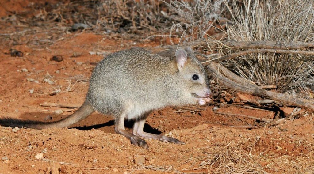 Woylie, marsupial Australia yang langka. Hasil penelitian menunjukkan spesies woylie lebih terpengaruh cuaca ekstrem.