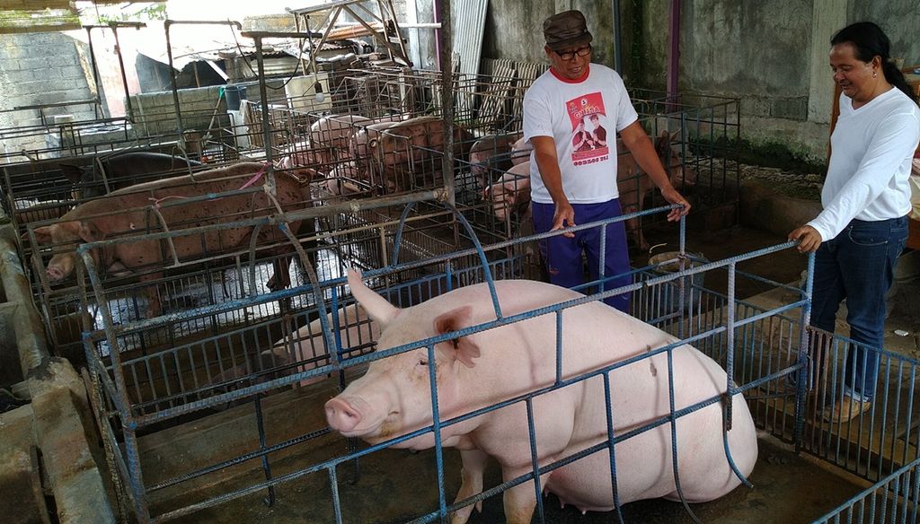 Peternakan babi di Desa Sedang, Kecamatan Abiansemal, Kabupaten Badung, Bali, Senin (9/12/2019).