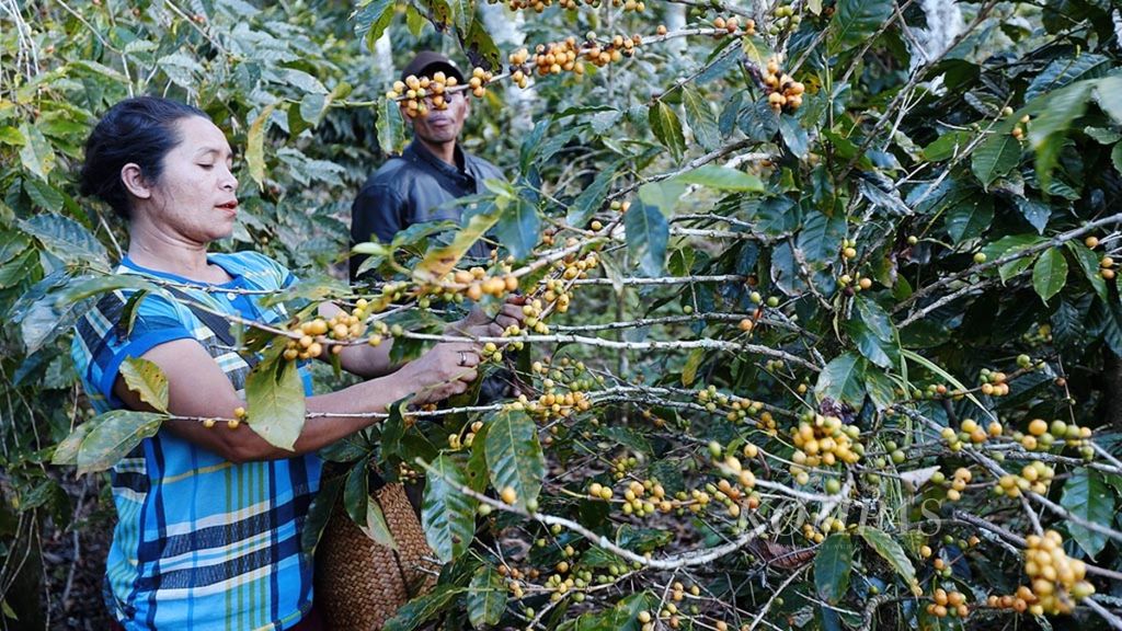 Penduduk Desa Colol, Kecamatan Poco Ranaka Timur, Kabupaten Manggarai Timur, Nusa Tenggara Timur, memanen kopi jenis Yellow Katura di kebun yang berada di ketinggian 1.600 meter di atas permukaan laut, 8 Agustus 2016. Daerah ini menjadi salah satu penghasil kopi arabika terbaik di Indonesia, dengan varietas Yellow Katura sebagai andalannya. 