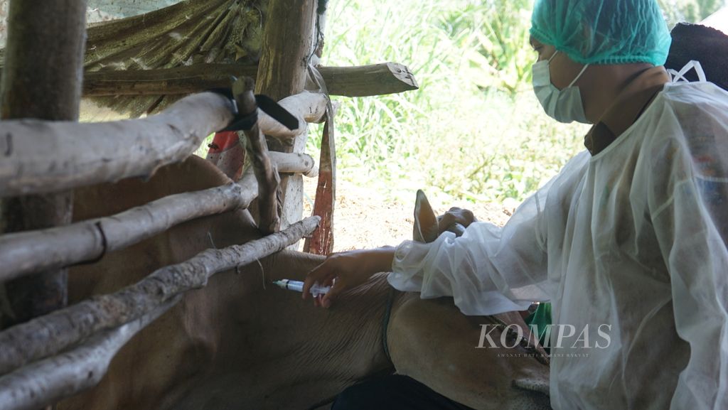 Seekor sapi tengah divaksinasi untuk menangkal penularan penyakit kuku dan mulut di Palembang, Sumatera Selatan, Selasa (28/6/2022). 