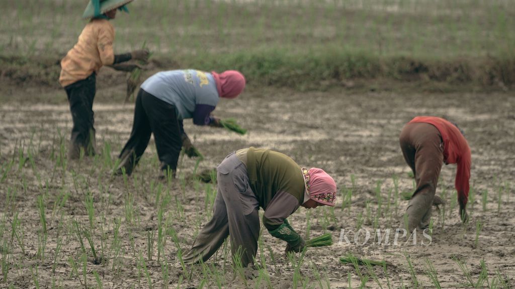 Buruh tani menanam benih padi varietas Inpari yang berusia satu bulan di Desa Srimahi, Kecamatan Tambun Utara, Kabupaten Bekasi, Jawa Barat, Selasa (18/10/2022). 