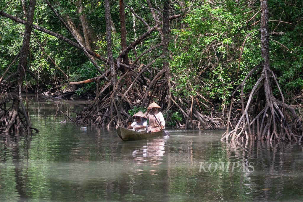 Pasangan Sidik Heritrenggi dan Rahi Ginuni menggunakan perahu tradisional kole-kole untuk melintasi hutan bakau yang rimbun di dekat Kampung Mandoni, Distrik Kokas, Kabupaten Fakfak, Papua Barat, Selasa (27/6/2023).