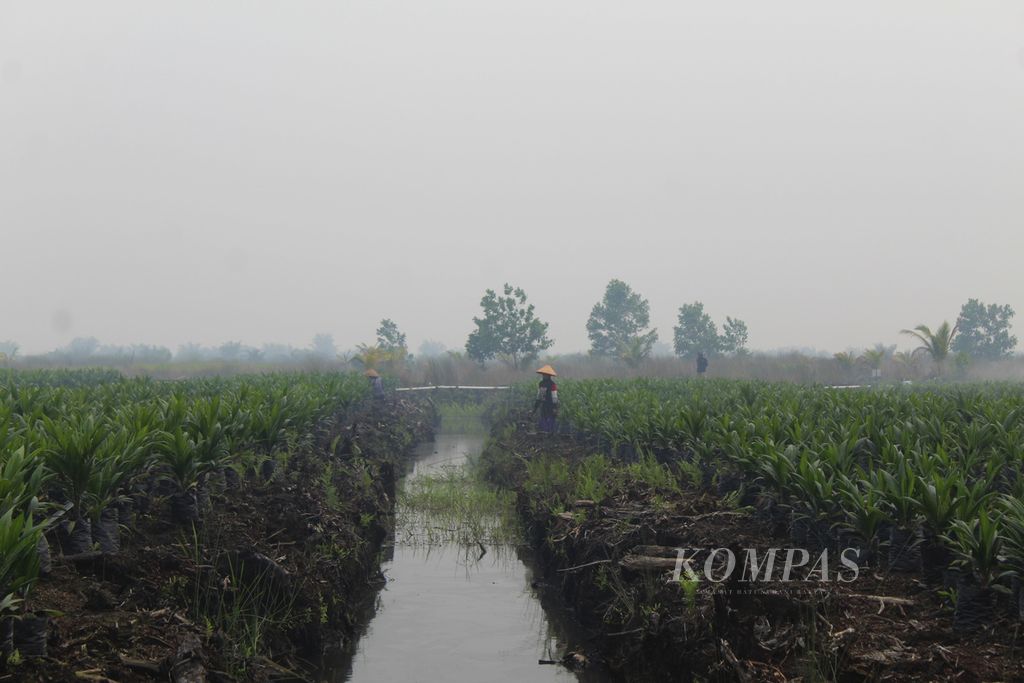 Buruh sawit PT PGK mengurus bibit sawit yang rencananya bakal ditanam tahun ini di wilayah perusahaan, Kota Palangkaraya, Kalimantan Tengah, Jumat (6/10/2023).