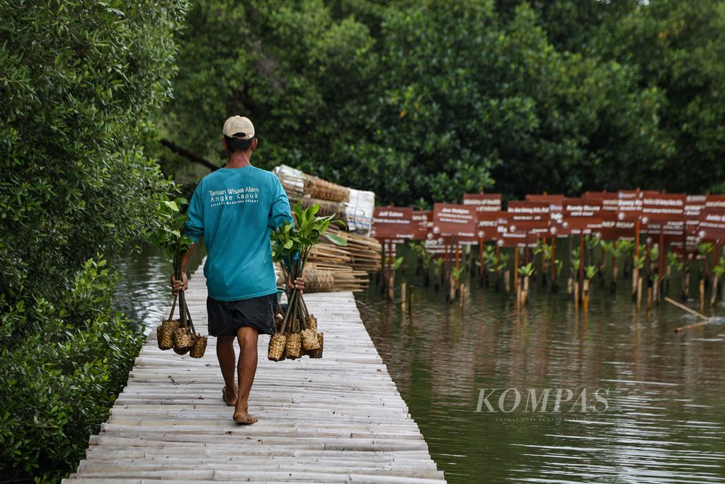 Petugas membawa bibit mangrove yang akan ditanam di Taman Wisata Alam Mangrove Angke Kapuk, Jakarta, Sabtu (17/2/2024). Penanaman mangrove merupakan bagian rangkaian peringatan Hari Pers Nasional 2024 yang digelar pada 17-20 Februari 2024 di Jakarta. 
