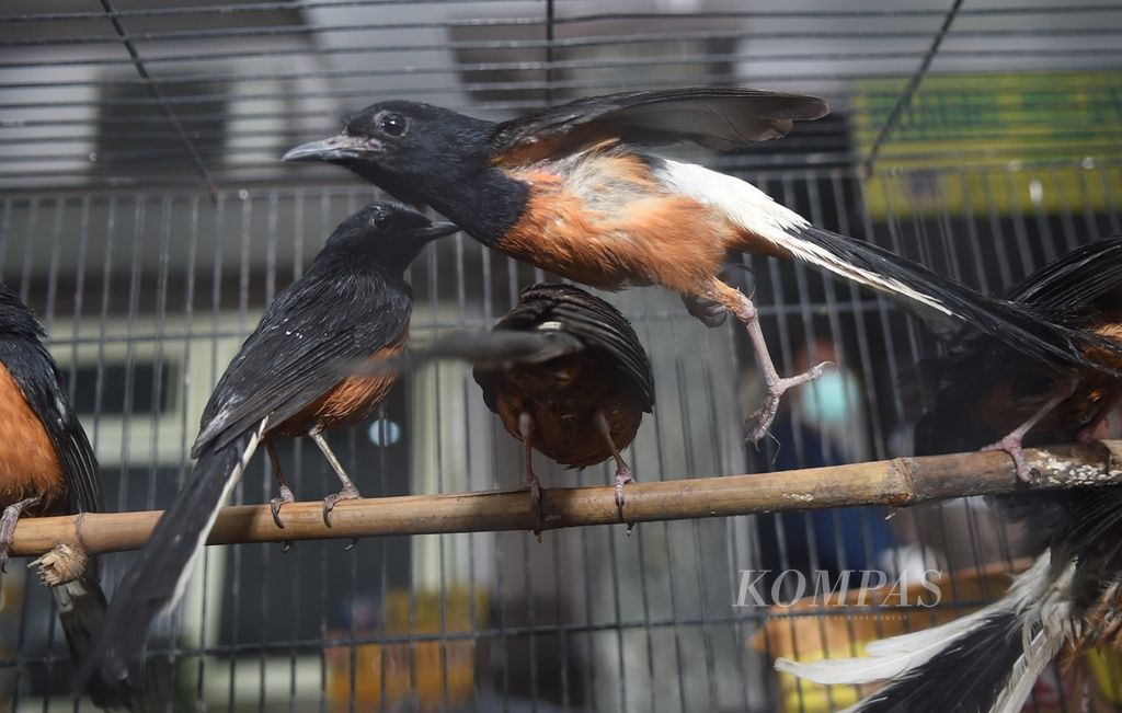 Burung murai batu saat rilis penggagalan penyelundupan burung asal Kalimantan Tengah di Kantor Karantina Pertanian Surabaya, Kota Surabaya, Jawa Timur, Rabu (12/1/2022). 