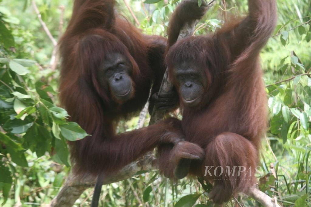Dua orangutan di pusat rehabilitasi orangutan Samboja Lestari, Kutai Kartanegara, beberapa waktu lalu.