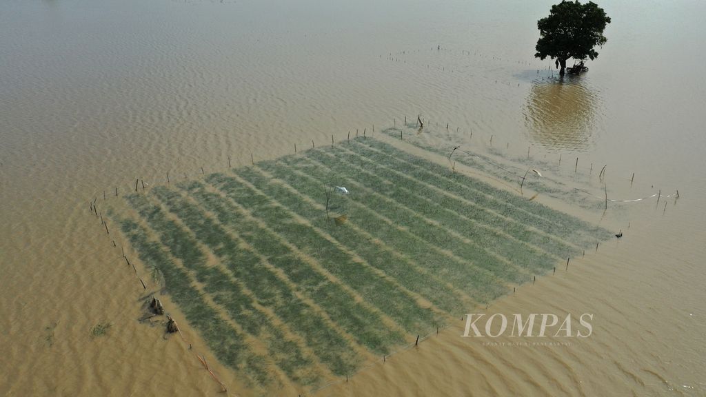 Benih padi yang terendam banjir di areal persawahan di Desa Sukamaju, Kecamatan Tambelang, Kabupaten Bekasi, Jawa Barat, Jumat (3/3/2023). Sudah 10 hari air bah merendam areal persawahan tersebut. 