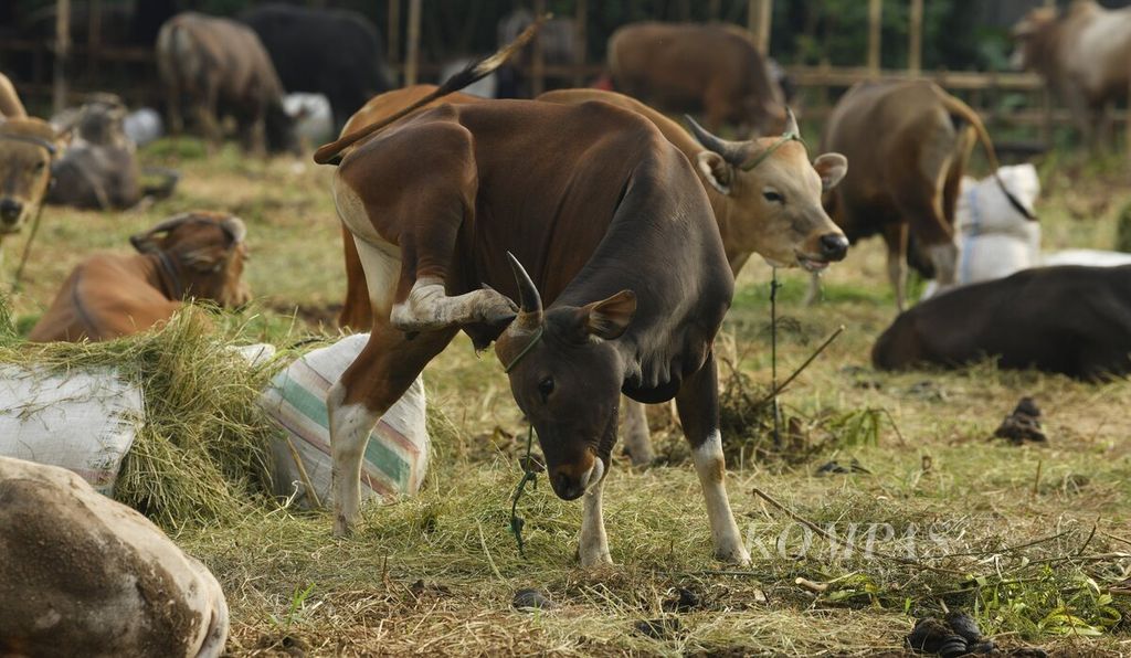 Seekor sapi menggaruk kepalanya menggunakan kaki di salah satu lokasi penjualan hewan kurban di kawasan Kebon Jeruk, Jakarta Barat, Minggu (26/6/2022). Sapi-sapi untuk kurban tersebut didatangkan dari Bima, Nusa Tenggara Barat. 