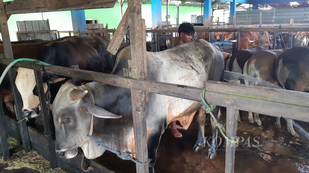 Pekerja membersihkan kandang sapi di Unit Pelaksana Teknis (UPT) Rumah Potong Hewan (RPH) Kota Banjarmasin, Kalimantan Selatan, Senin (12/7/2021). Sekitar 2.000 ekor sapi ditampung di sana untuk kebutuhan hewan kurban pada Hari Raya Idul Adha 1442 Hijriah.