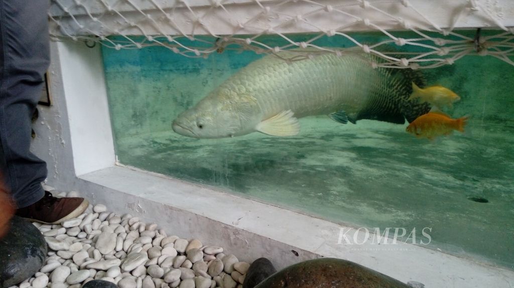 Ikan arapaima (<i>Arapaima gigas</i>) dipelihara di kolam galeri Gedung Mina Bahari IV Kementerian Kelautan dan Perikanan Jakarta. Ikan invasif ini disita petugas karantina pada tahun 2016 saat hendak dibawa masuk ke Indonesia melalui Bandara Internasional Soekarno-Hatta. 