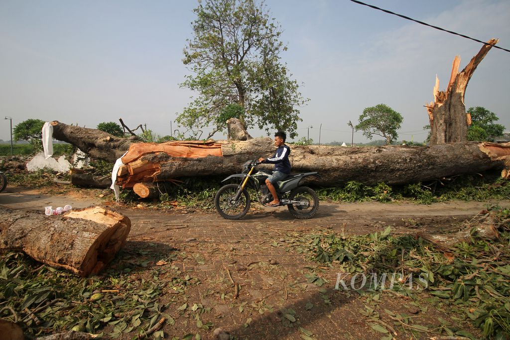 Pohon tumbang akibat sapuan puting beliung di Desa Durungbanjar, Sidoarjo, Jatim, Rabu (12/10/2022). Bencana angin kencang melanda enam kecamatan di Sidoarjo, Selasa sore. Ratusan rumah warga rusak dan banyak tiang listrik patah, bahkan ambruk.